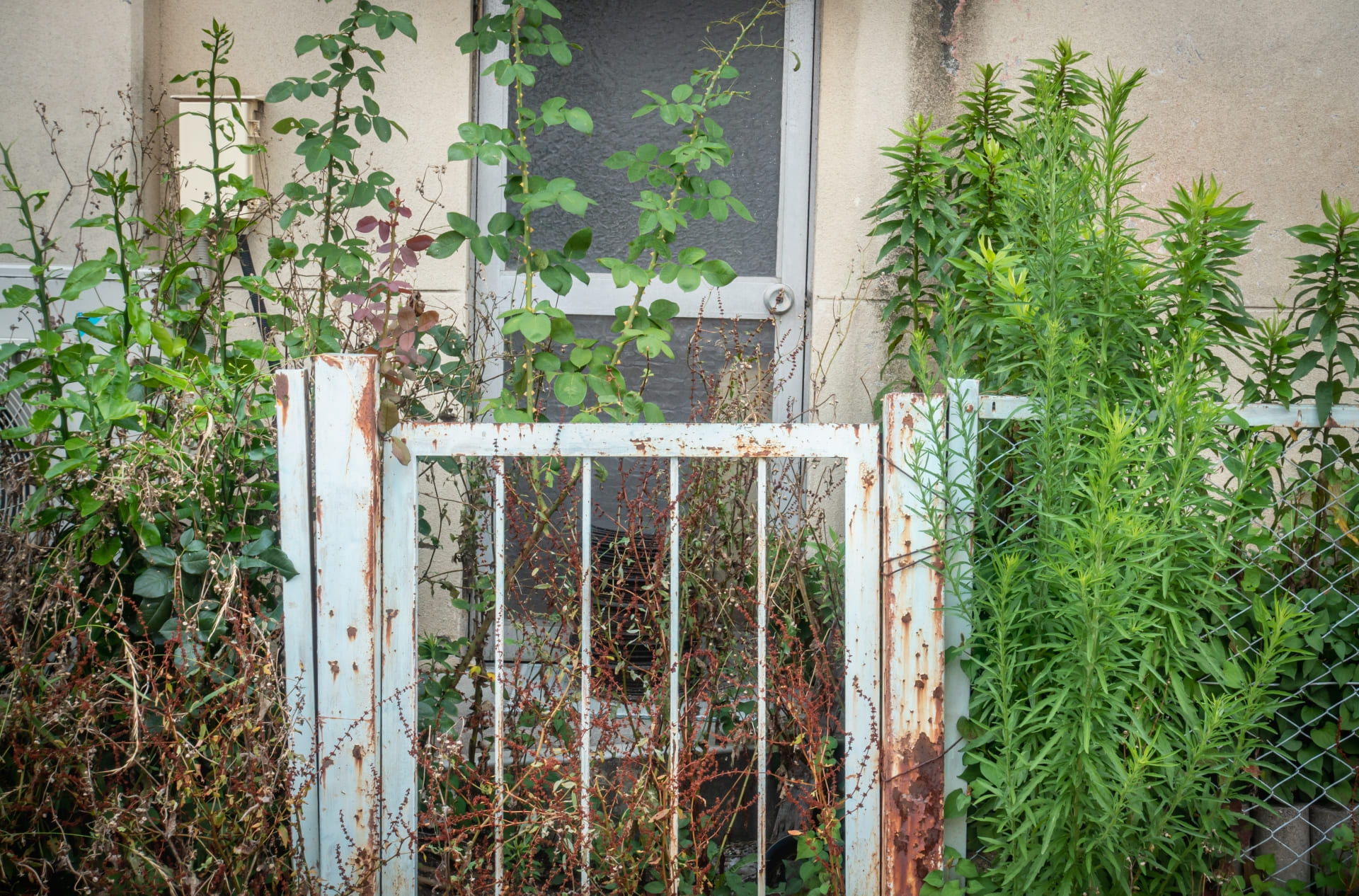 雑草が伸びた庭